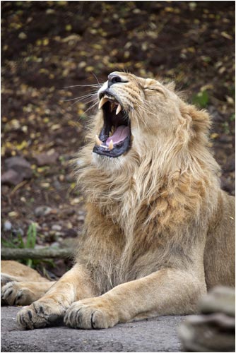 Vater Radja (geb. 16.7.2003 Zoo Besançon) gähnt ab und zu