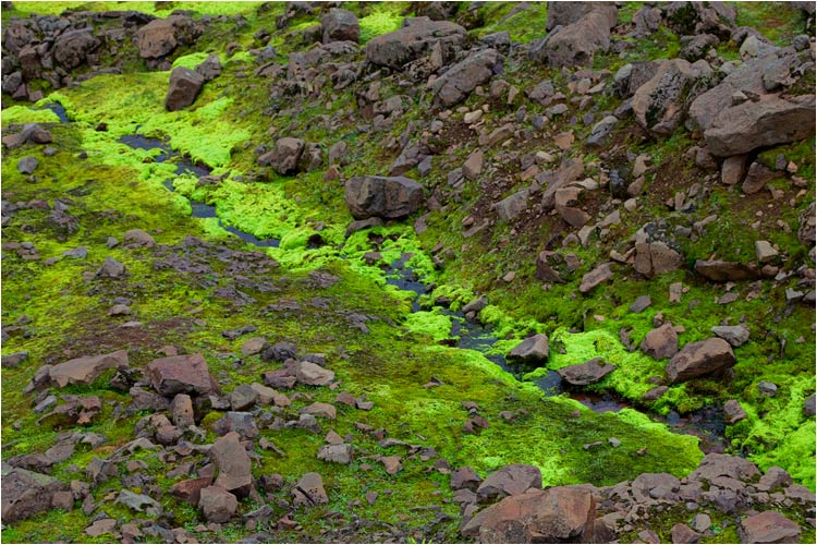 Wo Wasser vorhanden ist, ist auch Moos zu finden