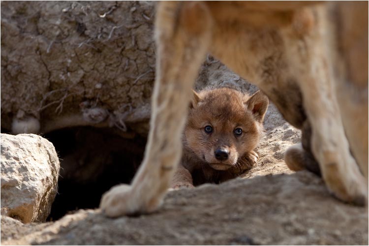 Guten Morgen! Kommst jetzt auch endlich raus dem Loch