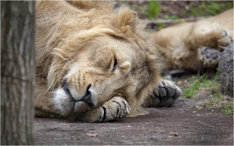  und schläft sehr oft an seinem Lieblingsplatz