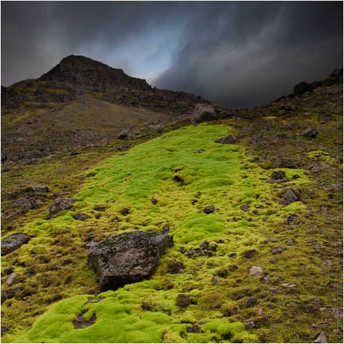 Moosteppich bei  Neskaupstadur