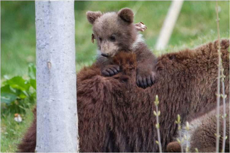 Auf Mami Rücken ist es doch einfacher zu klettern