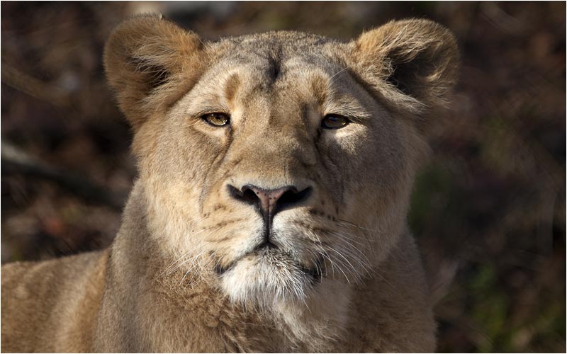 Dieser scharfe Blick von Joy