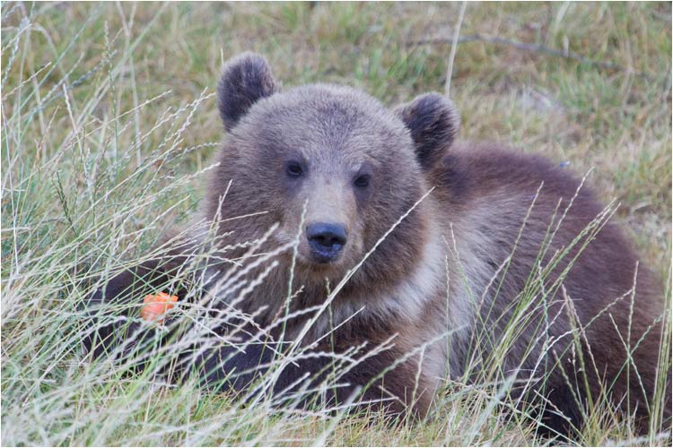 Gemüse zu essen ist gesund