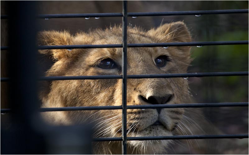 Jasraj war so nahe, dass ich seinen Atem spüren konnte