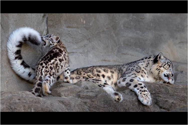 Dieser flauschige Schwanz hat schon eine grosse Anziehungskraft