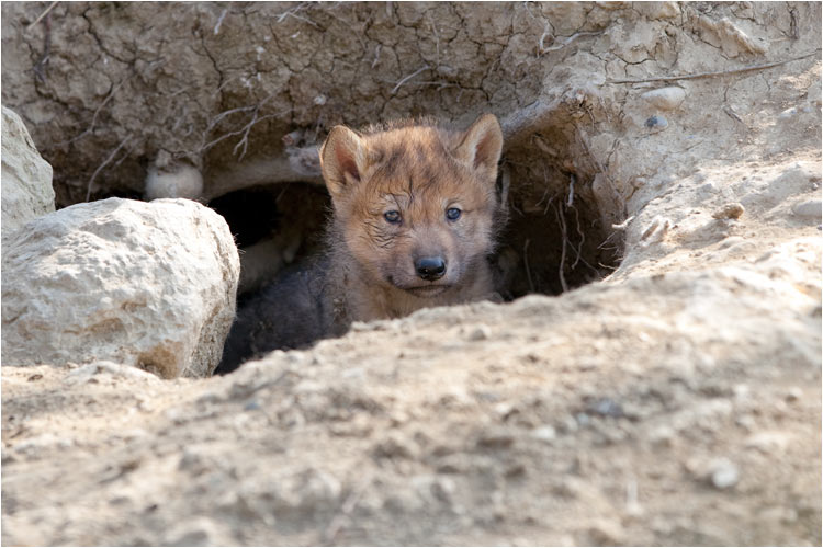 Soll ich rauskommen?