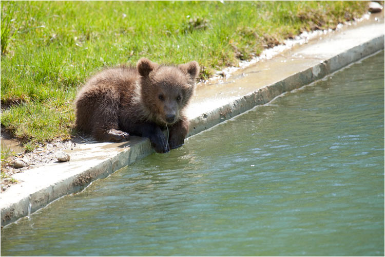 Aare-Wasser ist erfrischend bei dieser Hitze