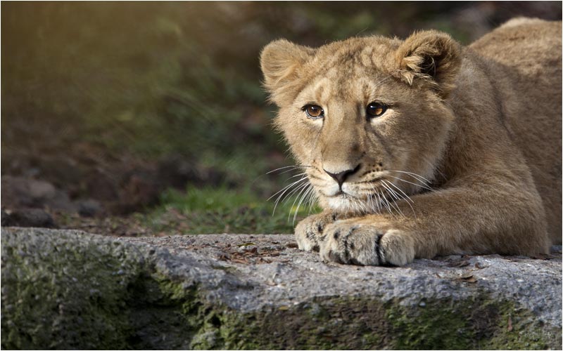 Was sieht der Junge? Einen Vogel