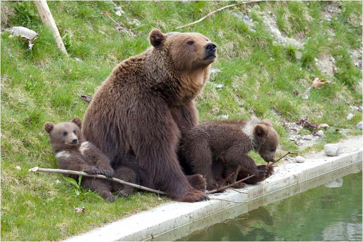 Björk passt auf die Kleinen auf