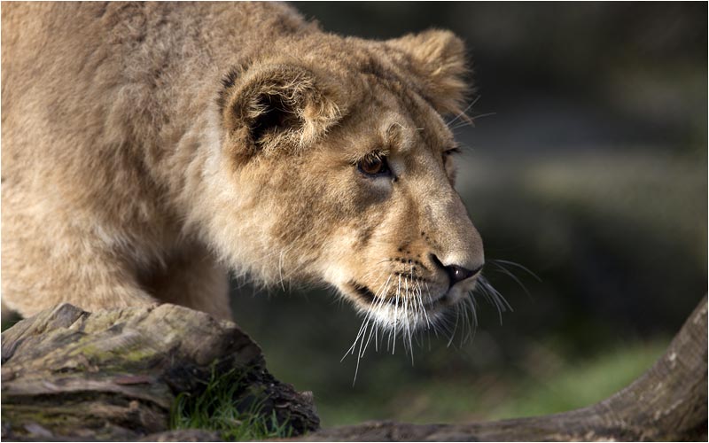Nun ein Annäherungsversuch
