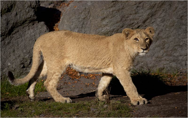 Hallo Besucher, ich geh mal weiter