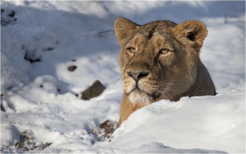 Für Joy ist Schnee nichts neues