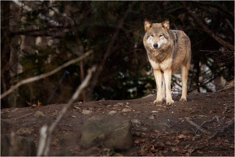 Ich bin der Chef hier