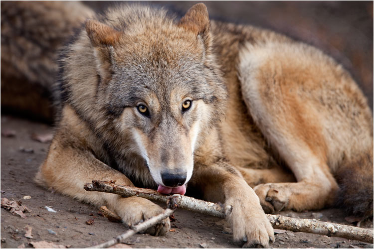 Dieser Hast ist schon lecker