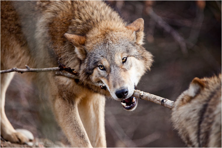 Ich will auch kosten, her damit!