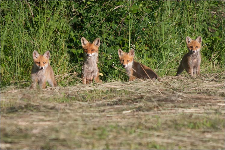 Die stolze Mutterfuchs mit Ihre drei Junge
