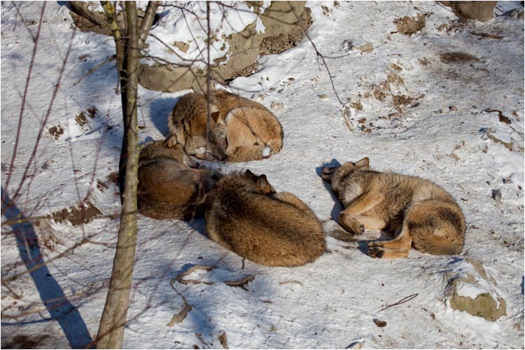 Mittagschlaff im Sonnenschein