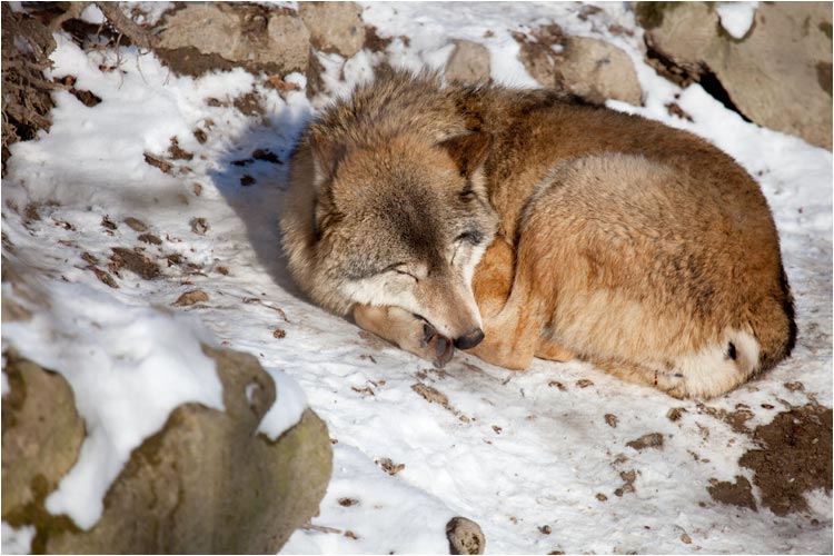 Immer noch Mittagschlaff