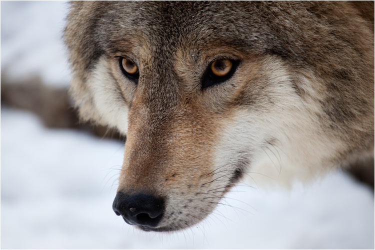 Siehst du, wenn wir erwachsen werden, werden unser Augen gelb
