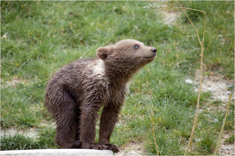 Diesen Zweig fasziniert mich schon