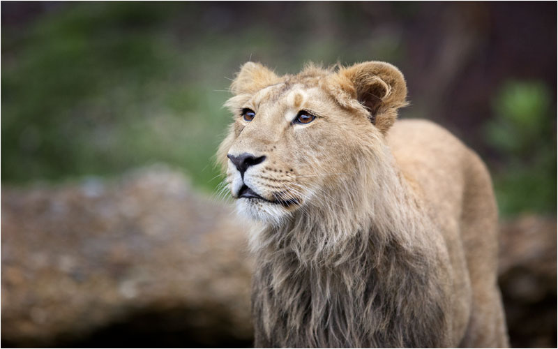 Die wachsende Mähne deutet unwiderruflich an, dass es sich um Jasraj handelt