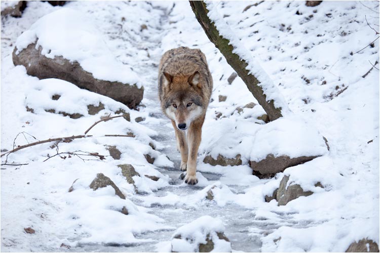 Cool, es ist zugefroren, jetzt kann ich auf das Eis laufen
