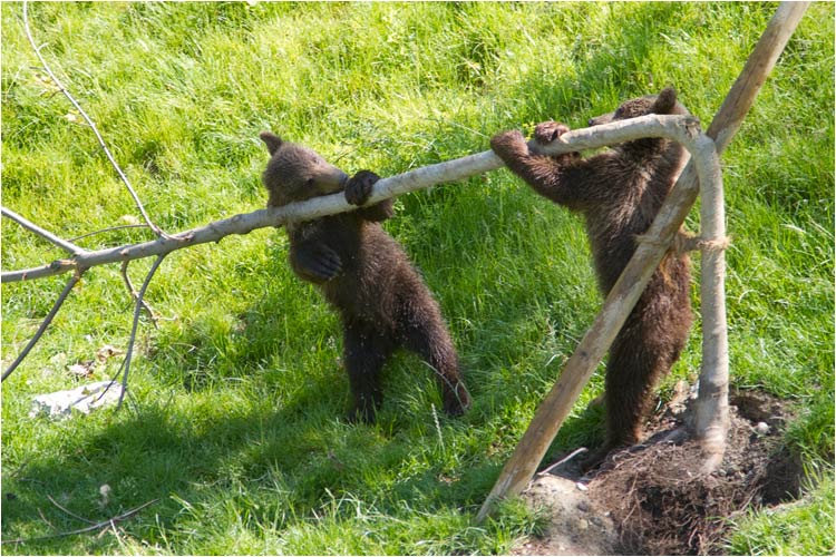 Aber diesen Baum muss runter!