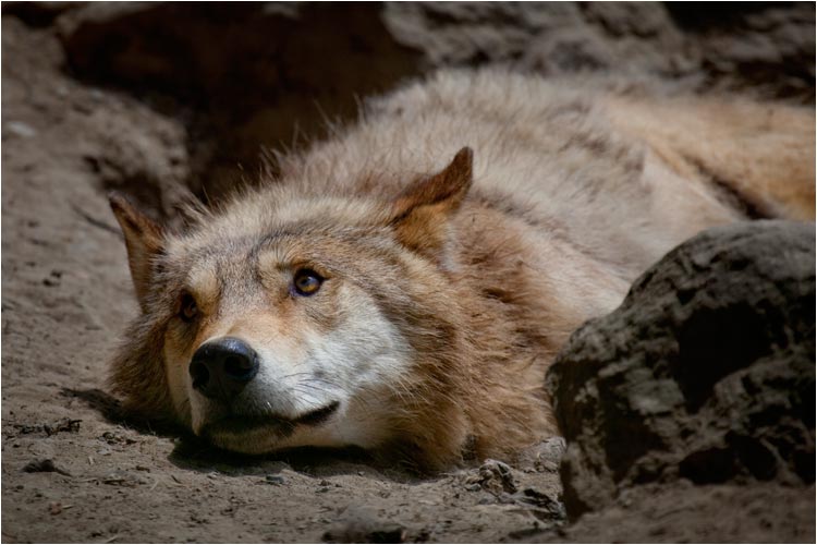 Ok, ich bleibe liegend