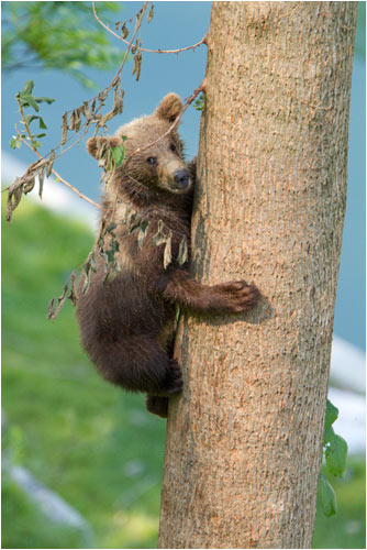 Ich kann jetzt auch auf grössere Bäume Klettern!