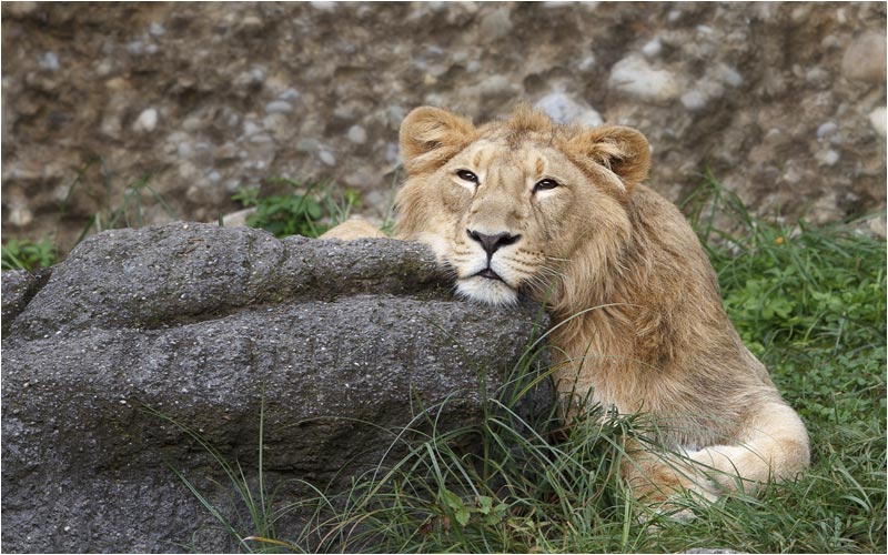 Hier ist Jasraj von Vater Radja fast nicht mehr zu unterscheiden