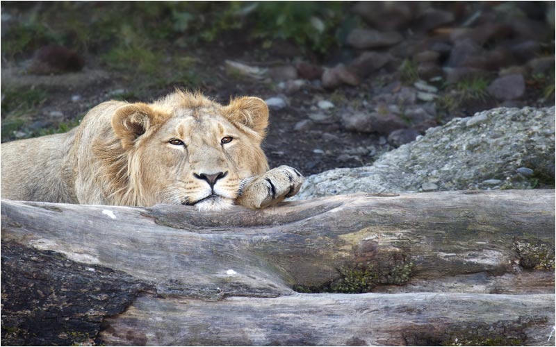 Egal wo man liegt so lange ich der Kopf abstützen kann