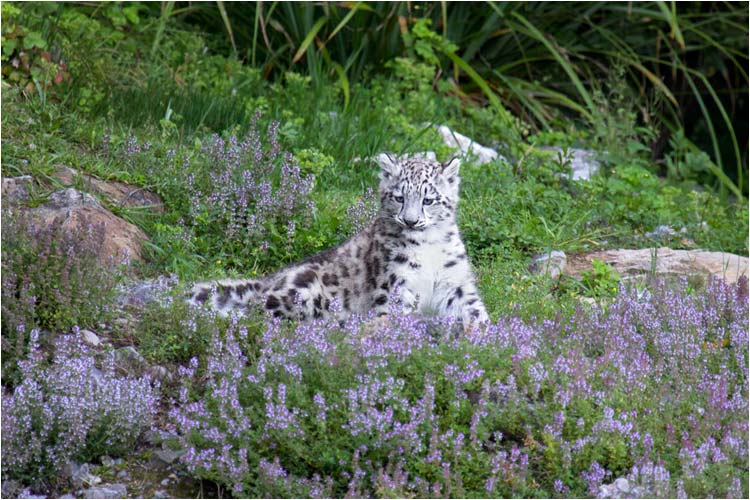 Sind diese lila Blumen nicht schön?