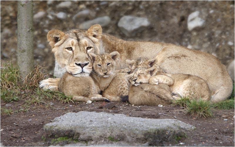 Ja, das sind sie, die 4 neuen Geschwister, geboren am 14.7.2010