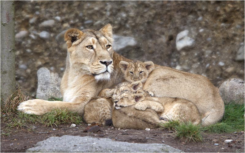 Kalika, Keladi, Kanya (alle weiblich) und Kuvam (männlich)
