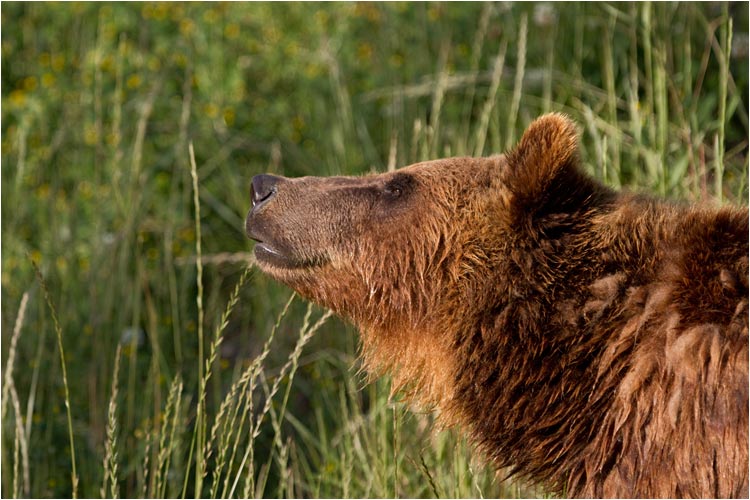 Björk geniesst die Abendsonne