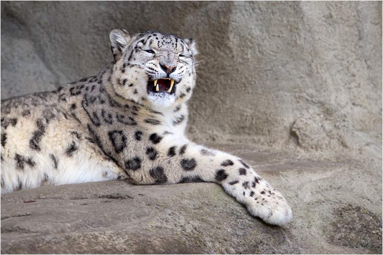 Dshamilja zeigt selten ihre Zähne