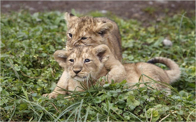 Ein Angriff von hinten 