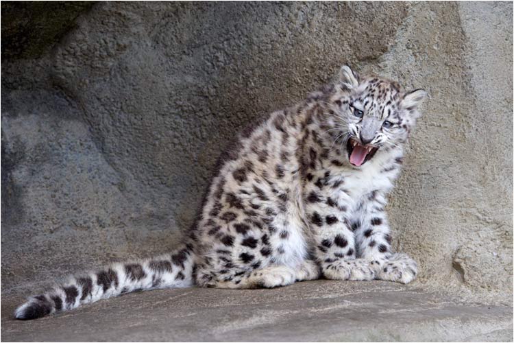 Kailash kann es auch!