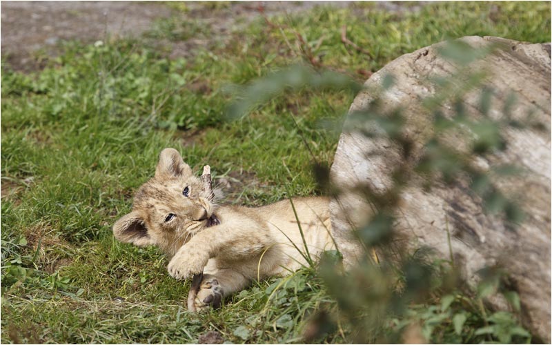 Mit diesem Ast werde ich doch noch fertig
