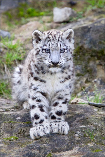 Diese Kailash ist schon ein wunderschönes Tier