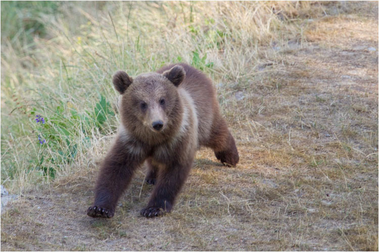 schnell zum Baumstamm rennen