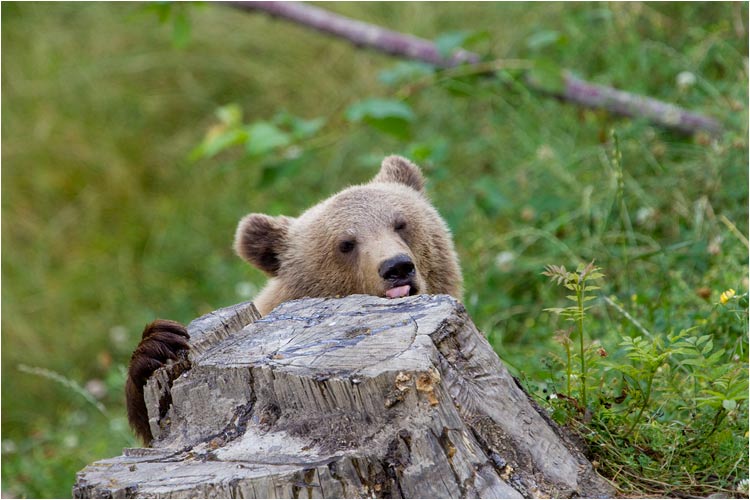 hier gibt es nämlich Honig zum abschlecken!