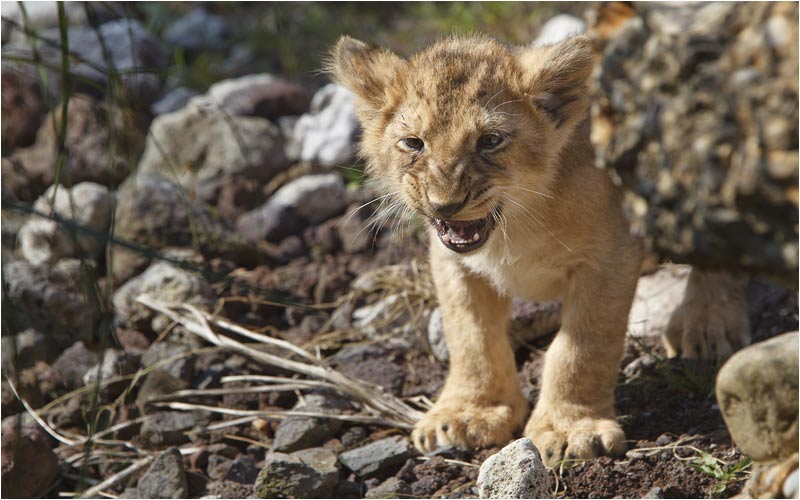 Oh oh, der Kleine ist nicht ganz zufrieden