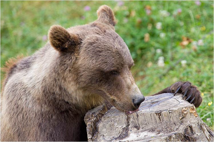 Björk will natürlich auch was davon.