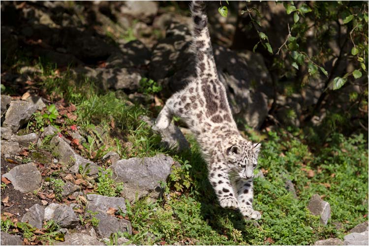 Springübungen gehört natürlich auch dazu