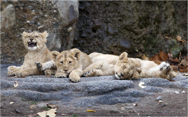 	Die 4 Phasen : Aufgeregt, ruhig, müde, und tod-müde 