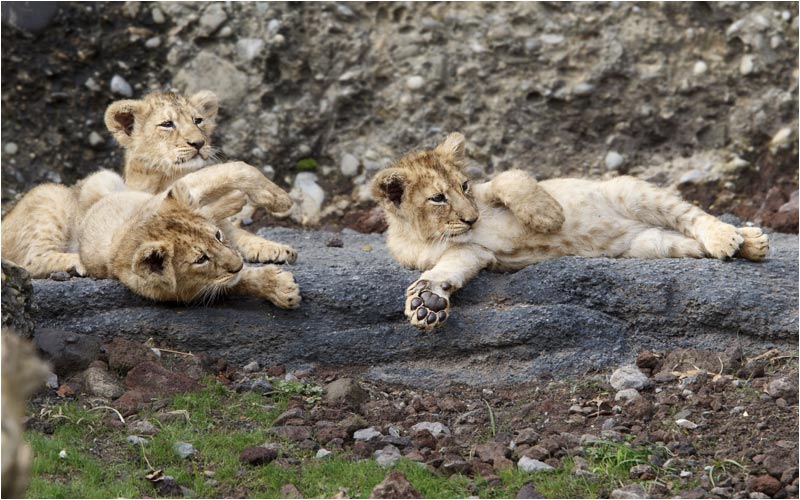 Wo geht unser Bruder hin?