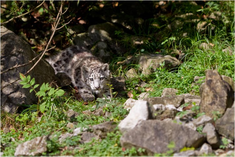 Tarnung will auch gelernt werden