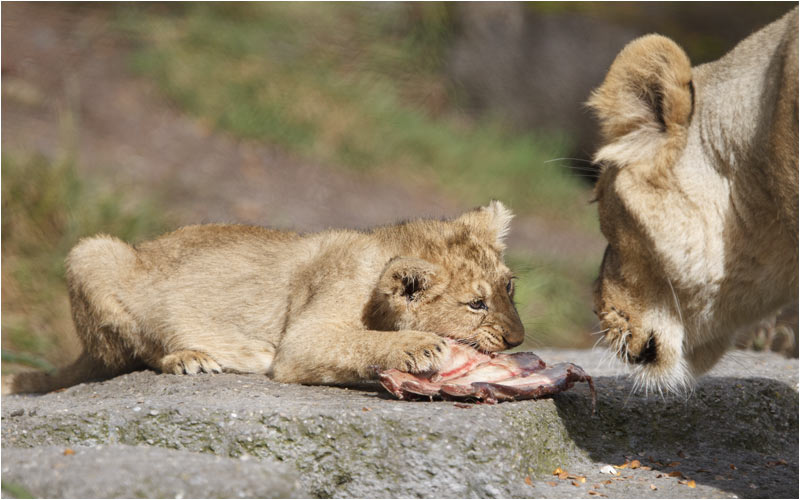 Nein Mama! Das ist mein Stuck!